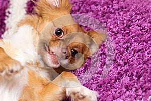 Cute dog playing on the carpet