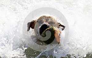 Cute dog playing in the ocean, action pictures of canine chasing coconut in the sea and the beach