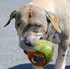 Cute dog playing in the ocean, action pictures of canine chasing coconut in the sea and the beach