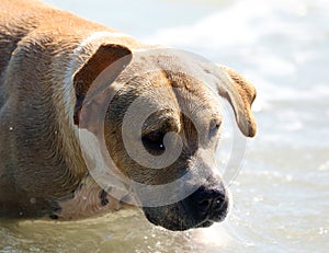 Cute dog playing in the ocean, action pictures of canine chasing coconut in the sea and the beach