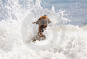 Cute dog playing in the ocean, action pictures of canine chasing coconut in the sea and the beach