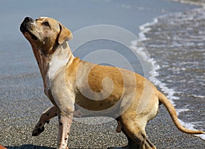 Cute dog playing in the ocean, action pictures of canine chasing coconut in the sea and the beach