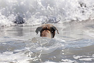 Cute dog playing in the ocean, action pictures of canine chasing coconut in the sea and the beach