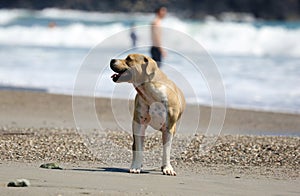 Cute dog playing in the ocean, action pictures of canine chasing coconut in the sea and the beach