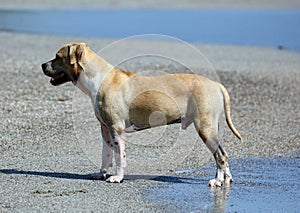 Cute dog playing in the ocean, action pictures of canine chasing coconut in the sea and the beach