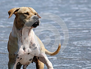 Cute dog playing in the ocean, action pictures of canine chasing coconut in the sea and the beach