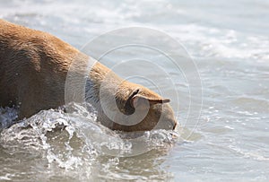 Cute dog playing in the ocean, action pictures of canine chasing coconut in the sea and the beach