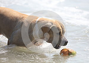 Cute dog playing in the ocean, action pictures of canine chasing coconut in the sea and the beach