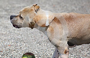 Cute dog playing in the ocean, action pictures of canine chasing coconut in the sea and the beach