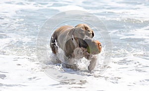 Cute dog playing in the ocean, action pictures of canine chasing coconut in the sea and the beach