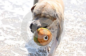 Cute dog playing in the ocean, action pictures of canine chasing coconut in the sea and the beach