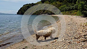 Cute dog playing with sea at the shore in Marmara island, Sea of Marmara, Turkey