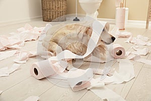 Cute dog playing with toilet paper in bathroom