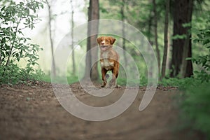 Cute dog playing in the woods. Nova Scotia duck tolling Retrieve