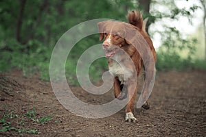 Cute dog playing in the woods. Nova Scotia duck tolling Retrieve