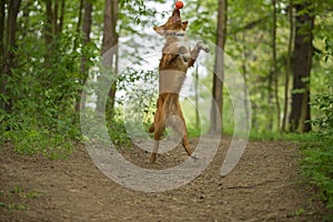 Cute dog playing in the woods. Nova Scotia duck tolling Retrieve