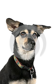 Cute dog with pointed ears and an alert face