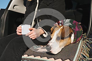 Cute dog in poncho in a car trunk next to her human with a coffee mug. Travelling, camping and exploring nature with pets scene