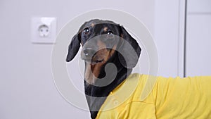 Cute  dog portrait dachshund breed, black and tan, wears a yellow T-shirt, looks at the camera, barks and runs away