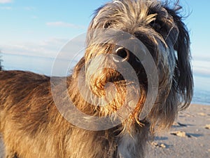 Cute dog portrait looking straight into the camera