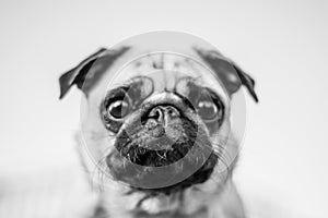 Cute dog portrait, mops black and white photo