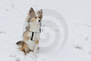 Cute dog portrait in the snow