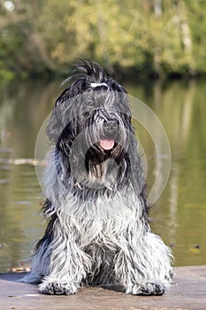 cute dog posing at camera