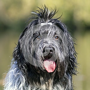 cute dog posing at camera