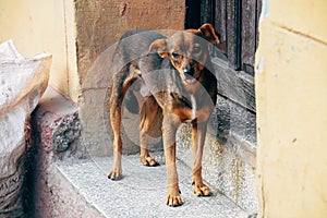 A cute dog posses in Trinidad, Cuba.