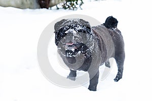Cute dog pub breed black funny cute winter snow