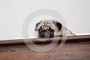 cute dog pug breed have a question and making funny face