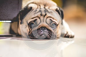 Cute dog pug breed lying and sleep on ground