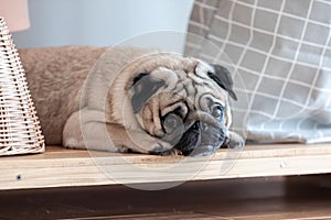 Cute dog pug breed lying and sleep on ground with funny face