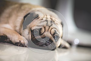 Cute dog pug breed lying and sleep on ground with funny face