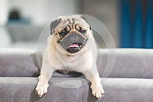 Cute dog pug breed lying and sleep on ground with funny face