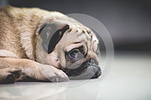 Cute dog pug breed lying and sleep on ground with funny face