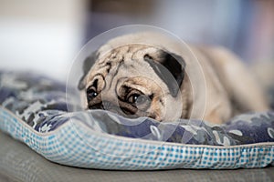 Cute dog pug breed lying and sleep on ground with funny and stressed face