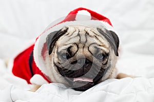 Cute Dog Pug Breed in Red Santa coat Costume sitting smile