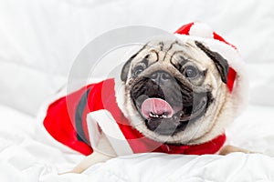 Cute Dog Pug Breed in Red Santa coat Costume sitting smile and happiness