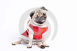 Cute Dog Pug Breed in Red Santa coat Costume sitting smile and happiness in Christmas and new year day