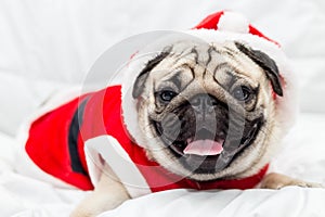 Cute Dog Pug Breed in Red Santa coat Costume sitting smile and happiness in Christmas and new year day