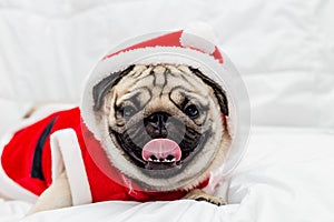 Cute Dog Pug Breed in Red Santa coat Costume sitting smile and happiness in Christmas and new year day