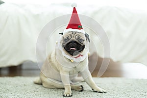 Cute Dog Pug Breed in Red Santa coat Costume sitting smile and happiness ready to celebrated in Christmas and new year day