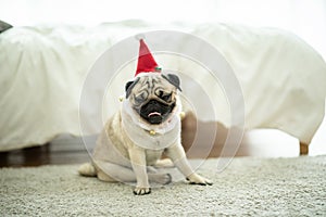 Cute Dog Pug Breed in Red Santa coat Costume sitting smile and happiness ready to celebrated in Christmas and new year day