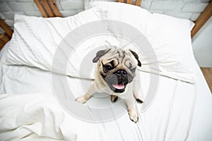 Cute dog pug breed smile and lying on bed and looking at camera