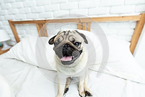 Cute dog pug breed smile and lying on bed and looking at camera