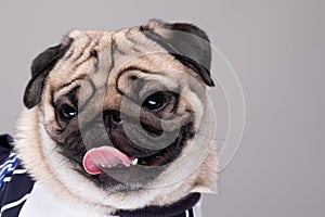 Cute dog pug breed standing and making funny or serious face feeling happiness