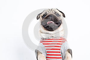 Cute dog pug breed wearing shirt smile making funny and serious face photo