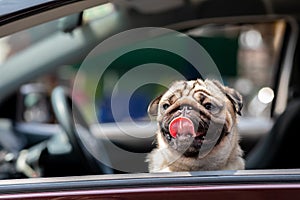 Cute Dog Pug on car smile and happiness ready to vacations in summer holidays