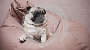 Cute dog pug lies on a chair bag